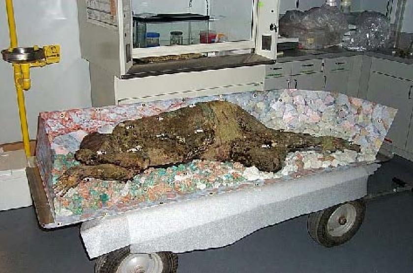 Medical Research for Recreation of a Famous Chilean Mummy