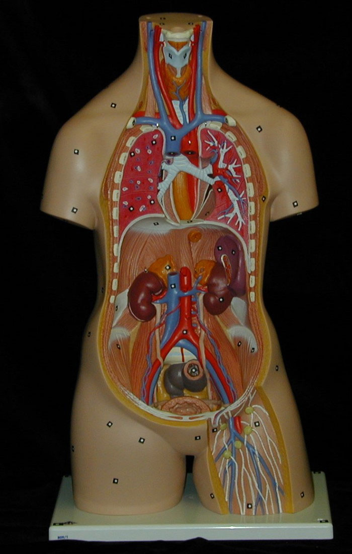 medical-3b-scientific-torso-scan-1