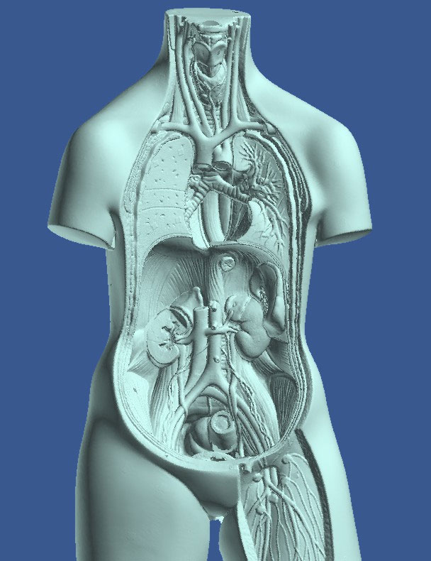 medical-3b-scientific-torso-scan-4