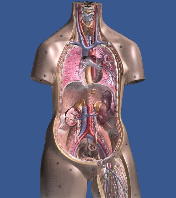 medical-3b-scientific-torso-scan-6