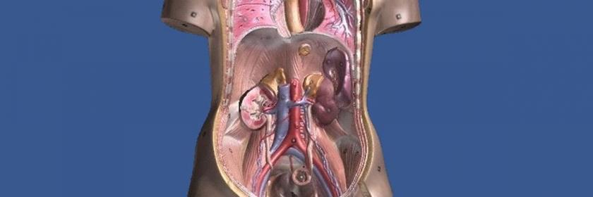 3B Scientific | 3D Scanning and Coloring of an Anatomical Model of a Torso with Removable Organs